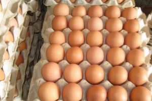 egg00002-300x200 蛋托中分列的棕色鸡蛋